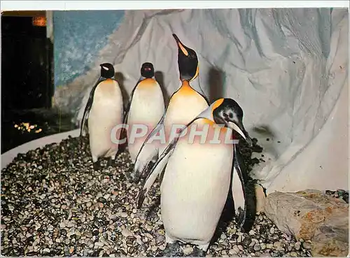 Cartes postales moderne Antibes (Alpes Maritimes) Marineland Cote d'Azur Route de Biot Manchots Royaux