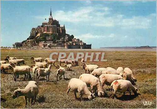 Moderne Karte Le Mont Saint Michel le Rocher de Tombelaine et les Pres Sales  Moutons