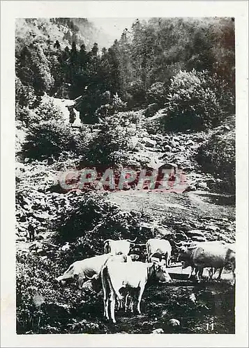 Cartes postales moderne Vaches