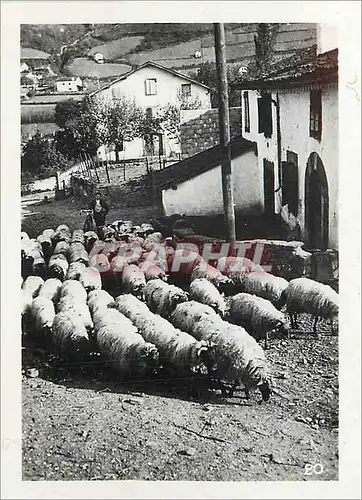 Cartes postales moderne Hautes Pyrenees Moutons