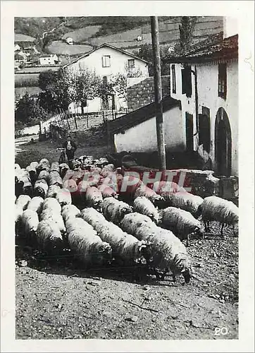 Moderne Karte Hautes Pyrenees Moutons