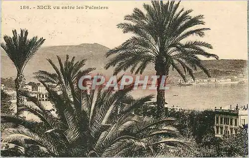 Cartes postales Nice Vu entre les Palmiers