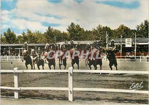 Cartes postales moderne Saumur Carrousel Militaire Militaria