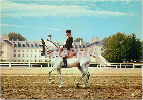 Cartes postales moderne Saumur (Maine et Loire) Le Cadre Noir Piaffer Militaria