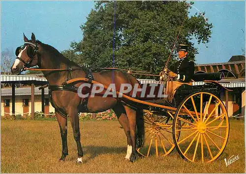 Moderne Karte Saumur (Maine et Loire) Ecole Nationale d'Equitation Le Cadre Noir Militaria