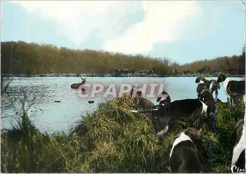 Cartes postales moderne Chasse a Courre Cerf Chiens