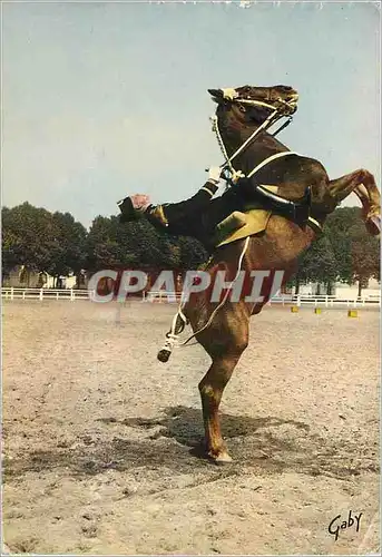 Cartes postales moderne Saumur (Maine et Loire) Le Cadre Noir Courbette Militaria Cheval