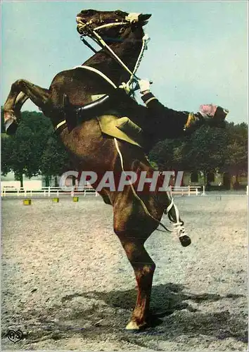 Cartes postales moderne Saumur (Maine et Loire) Le Cadre Noir Courbette Militaria Cheval
