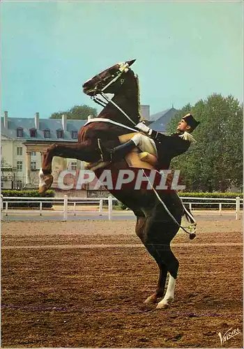 Cartes postales moderne Saumur (Maine et Loire) Le Cadre Noir Courbette Militaria Cheval