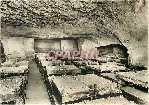 Cartes postales moderne En Anjou Interieur de Caves Culture des Champignons