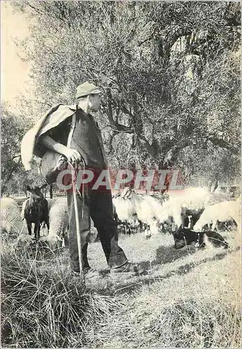 Cartes postales moderne La Provence et ses Charmes Le Berger Chevres 17 * 12 cm