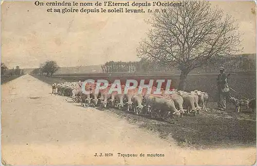 Cartes postales Troupeau de Mouton On Craindra le nom de l'Eternel depuis l'Occident et sa Gloire depuis le Sole