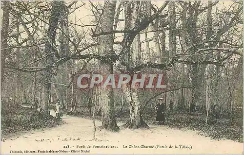 Cartes postales Foret de Fontainebleau Le Chene Charme (Futaie de la Tillaie)