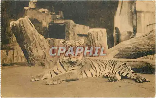Cartes postales Tigre
