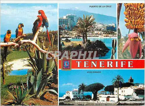 Moderne Karte Tenerife Divers Aspects Perroquet Icod Drago Puerto de la Cruz