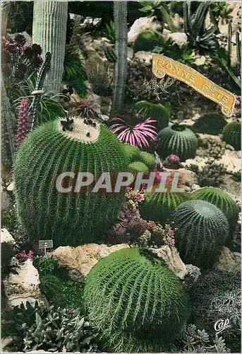 Cartes postales moderne Monaco Un Coin du Jardin Exotique