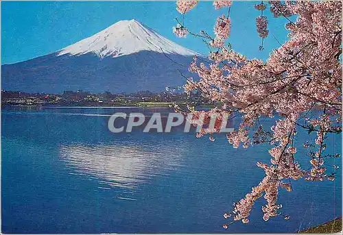 Moderne Karte Kake Kawaguchl Fufi and Cherry Blossoms (Yamanashi) Mt Fuji