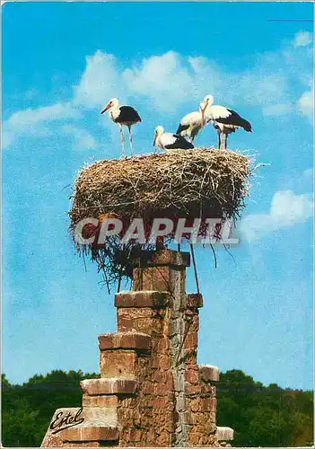 Cartes postales moderne Pays de Cigognes Dans le Ciel d'Alsace