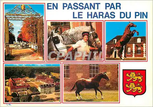 Cartes postales moderne En Passant par le Haras du Pin Chevaux