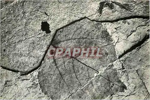 Cartes postales moderne Haute Provence Feuille Fossile (Tilleul)