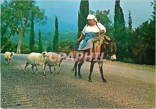 Cartes postales moderne Grece Ane Donkey Moutons