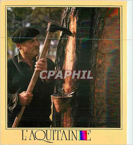 Cartes postales moderne Splendide Aquitaine le Pin et la Plaie sur son Flanc