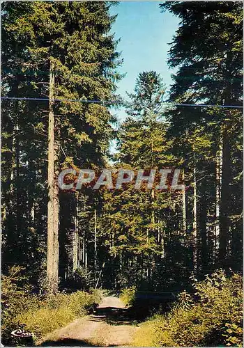 Cartes postales moderne Les Beaux Sites du Doubs (Franche Comte) Foret de la Joux sur la Route des Sapins