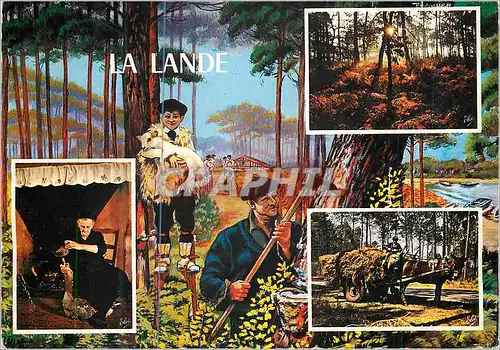 Cartes postales moderne La Lande Coucher de Soleil dans la Foret avec ses Belles Fougeres la Gaveuse d'Oie