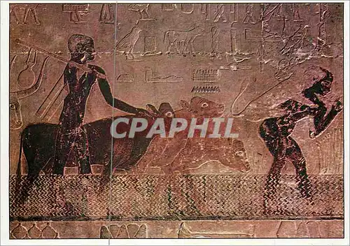 Moderne Karte Egypte In Situ Bas Relief et Peinture Mastaba de Ti Saqqarah Passage d'un Gue