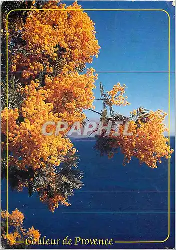 Cartes postales moderne Collection Couleur et Parfum de Provence Mimosas