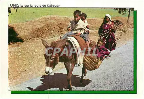 Cartes postales moderne Tunisie sur la Route de Kairouan Ane Donkey