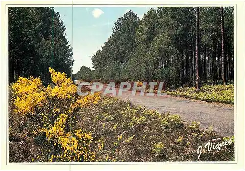 Cartes postales moderne Visage des Landes Route Fleurie de Genets