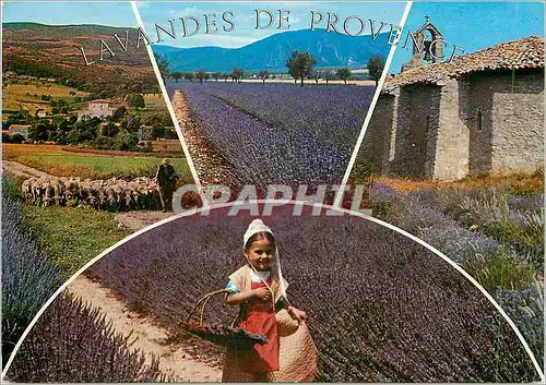Cartes postales moderne Les Lavandes de Provence Bergere Moutons Enfant Folklore