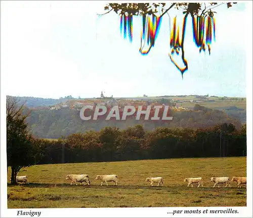 Cartes postales moderne Flavigny sur Ozerain En Pays d'Auxois Bourgogne B�ufs