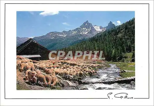 Cartes postales moderne Regard sur la Montagne Moutons