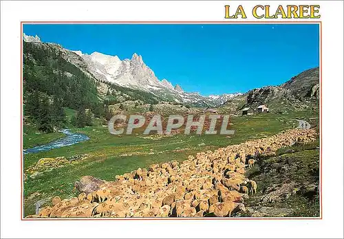 Cartes postales moderne La Claree Transhumance (Hautes Alpes France) Moutons Transhumance