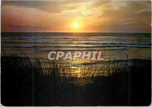 Cartes postales moderne Cote Atlantique Coucher de Soleil sur les Oyats