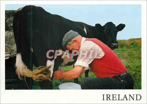 Cartes postales moderne Ireland Milking Time near Slieve League Co Donegal Vache