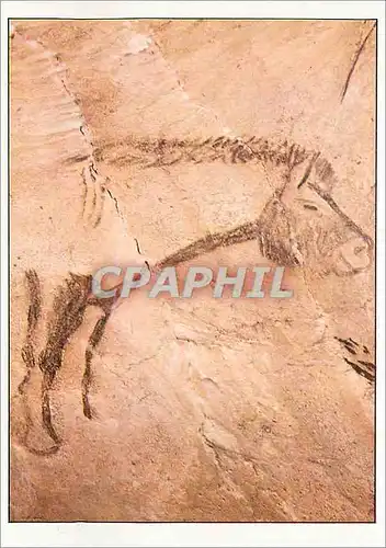 Cartes postales moderne In Situ Grotte de Niaux Ariege Partie Anterieure du Cheval Peint