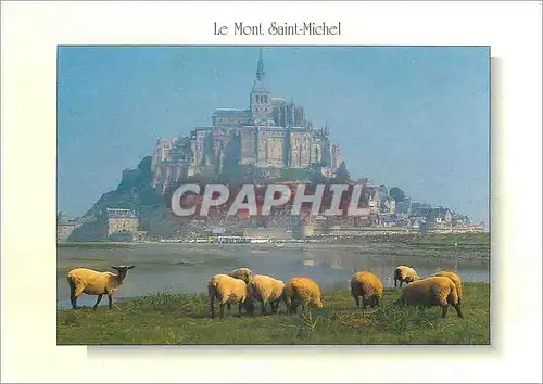 Cartes postales moderne Le Mont Saint Michel Facade Sud Moutons