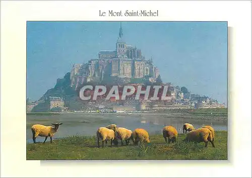 Moderne Karte Le Mont Saint Michel Facade Sud Moutons