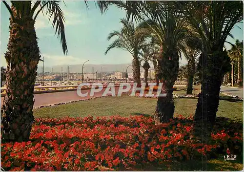 Cartes postales moderne Cannes (A Mmes) Reflets de la Cote d'Azur les Jardins du Port Canto et la Croisette