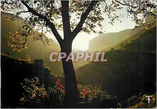 Cartes postales moderne Vallee de la Jonte Bel arbre Regarde toi qui danse