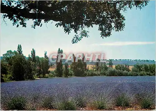 Cartes postales moderne Les Belles Images de Provence Champ de Lavande