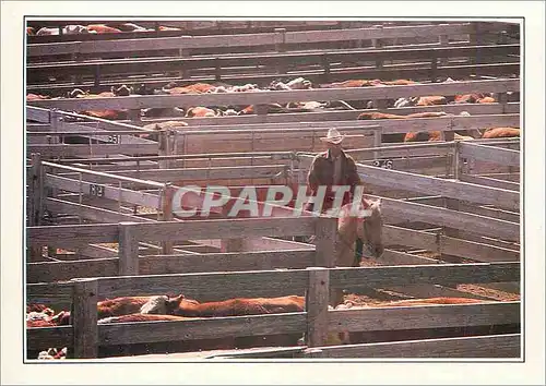 Moderne Karte USA Amarillo Troupeau au Corral Chevaux