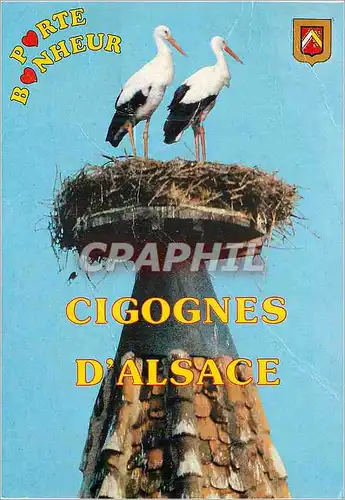 Cartes postales moderne Souvenir d'Alsace les Cigognes