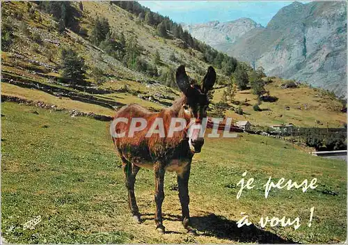 Cartes postales moderne Ane de Montagne je Pense a Vous Donkey