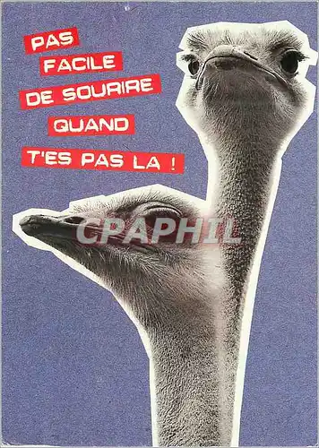Cartes postales moderne Pas Facile de Sourire quand t'es pas la Autruche