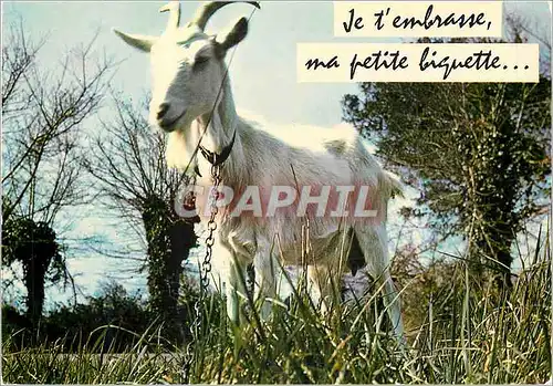 Moderne Karte Je t'Embrasse ma Petite Biguette Chevre