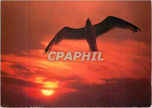 Cartes postales moderne Oiseau de Mer dans le Ciel Rougi par un Soleil a son Coucher